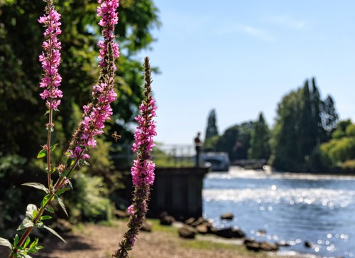 A picture of Teddington